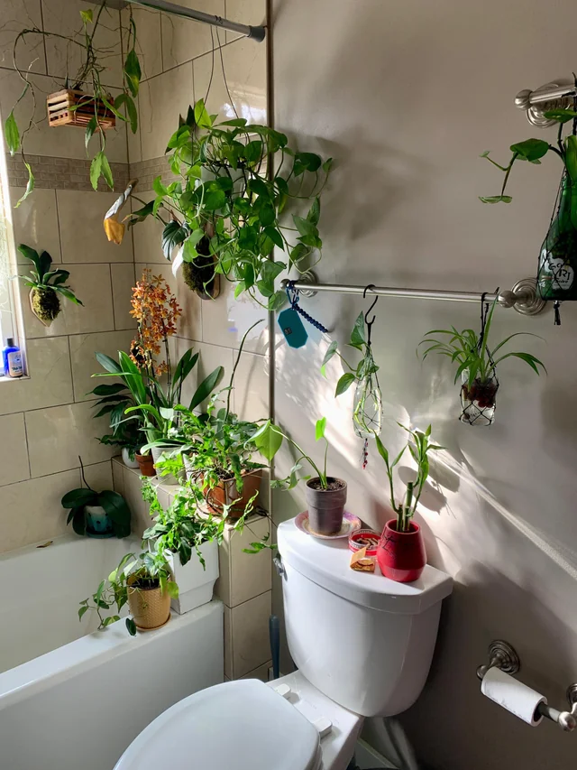 Add a Pop of Green with Plants 1