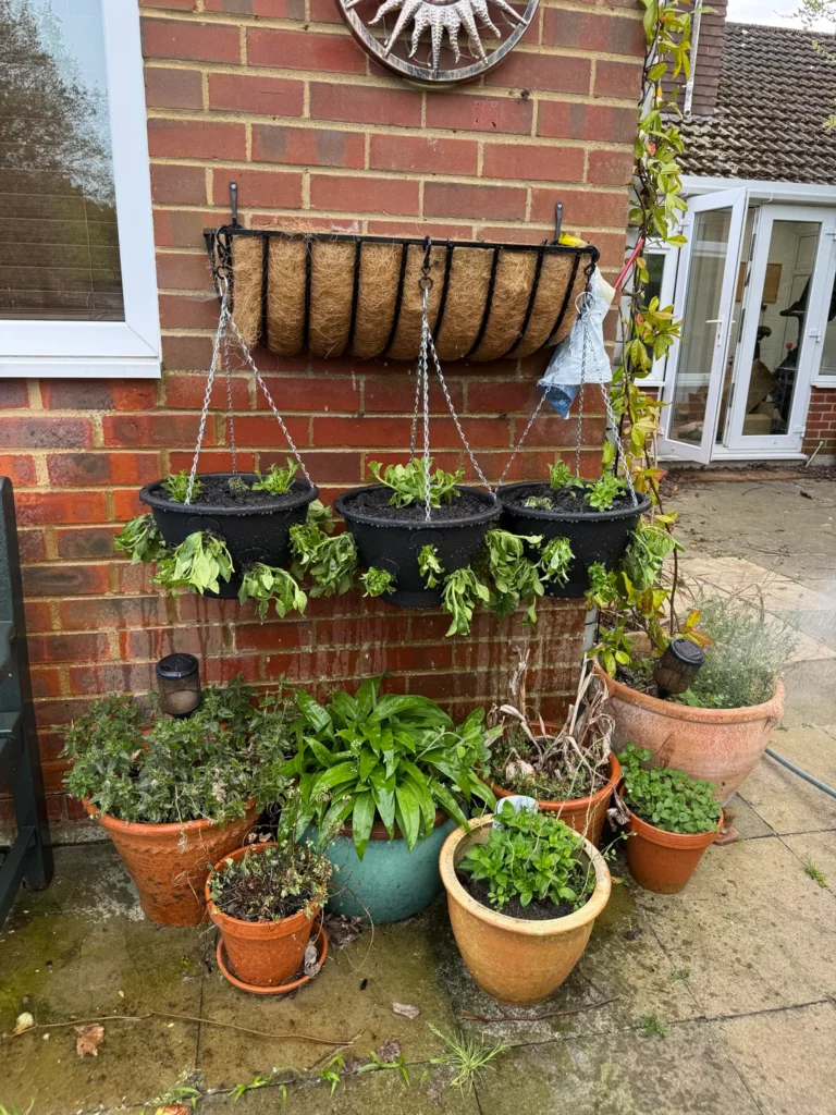 Use Hanging Baskets for Space Saving Greenery