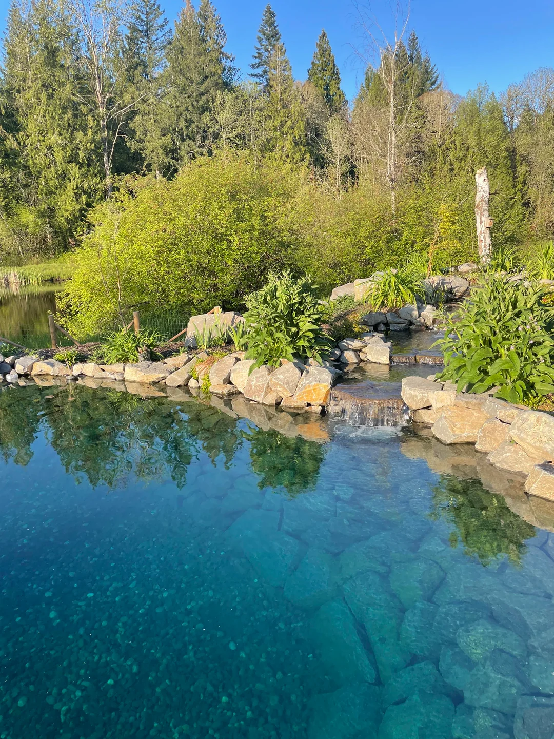 natural swimming pool no chemicals
