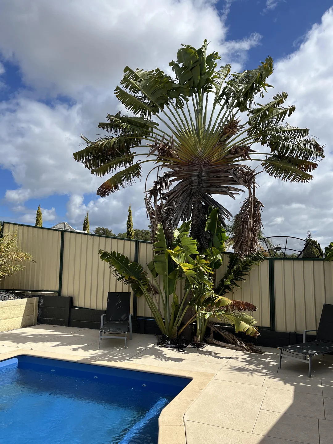 tropical backyard pool palm trees
