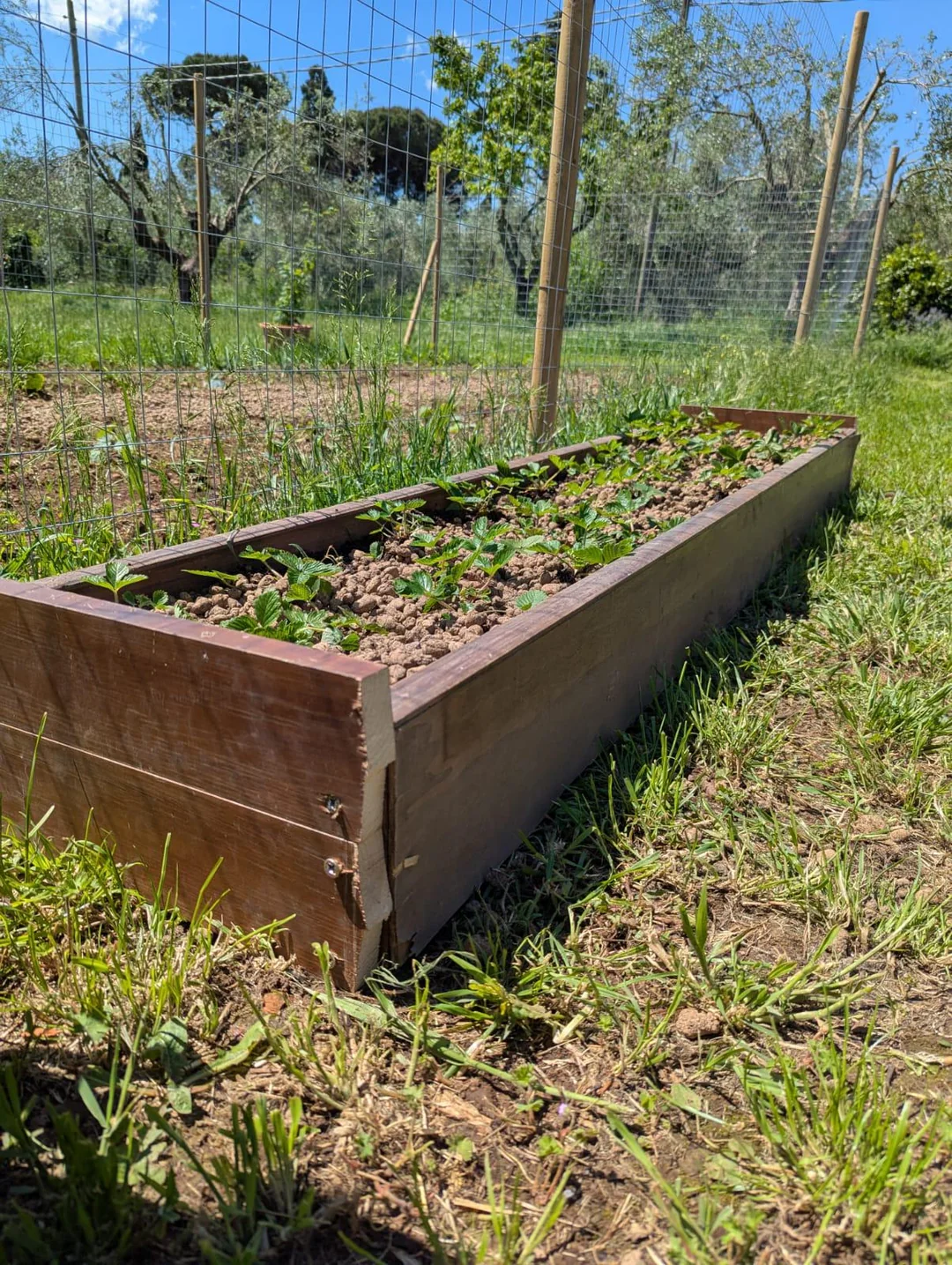 raised flower beds backyard design
