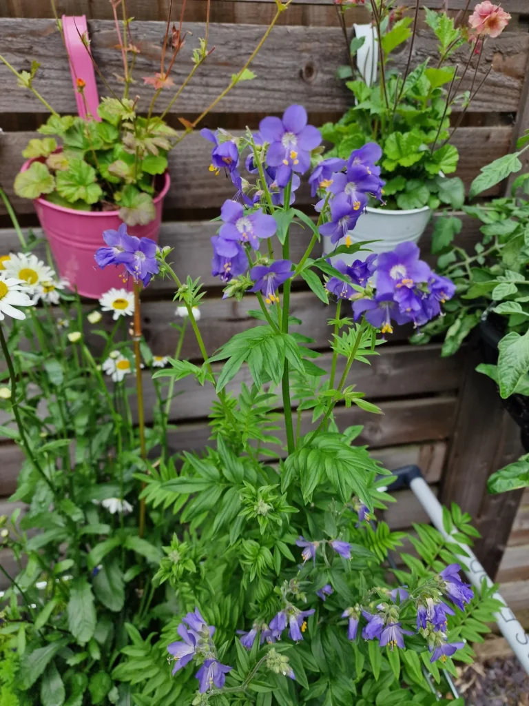 fragrant flower garden backyard ideas
