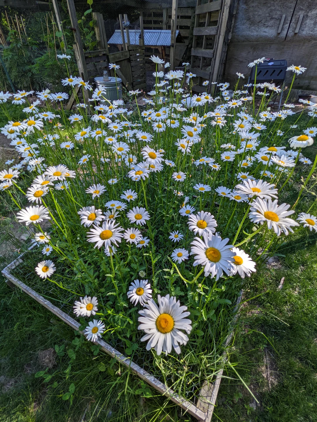 all white flower garden design
