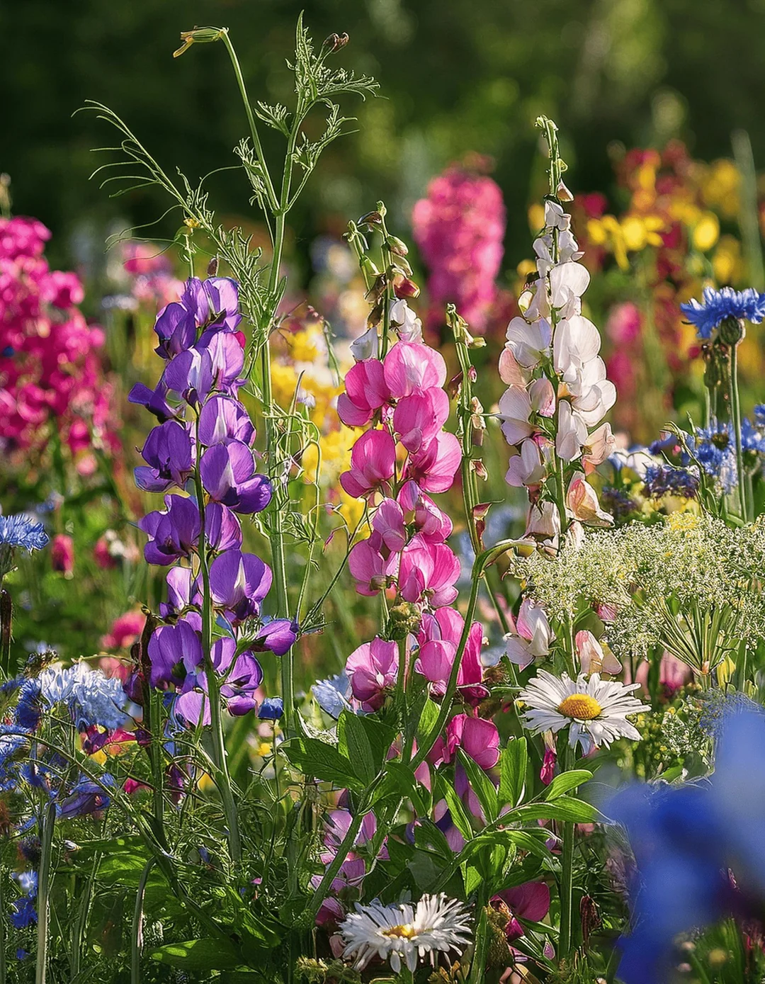 spring summer fall flowers garden
