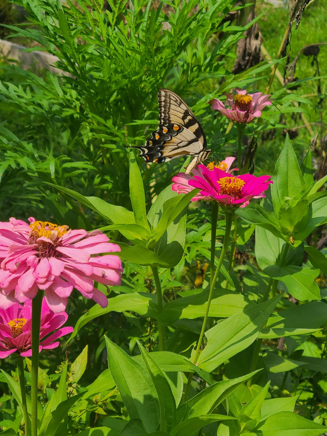 pollinator garden flowers bees butterflies
