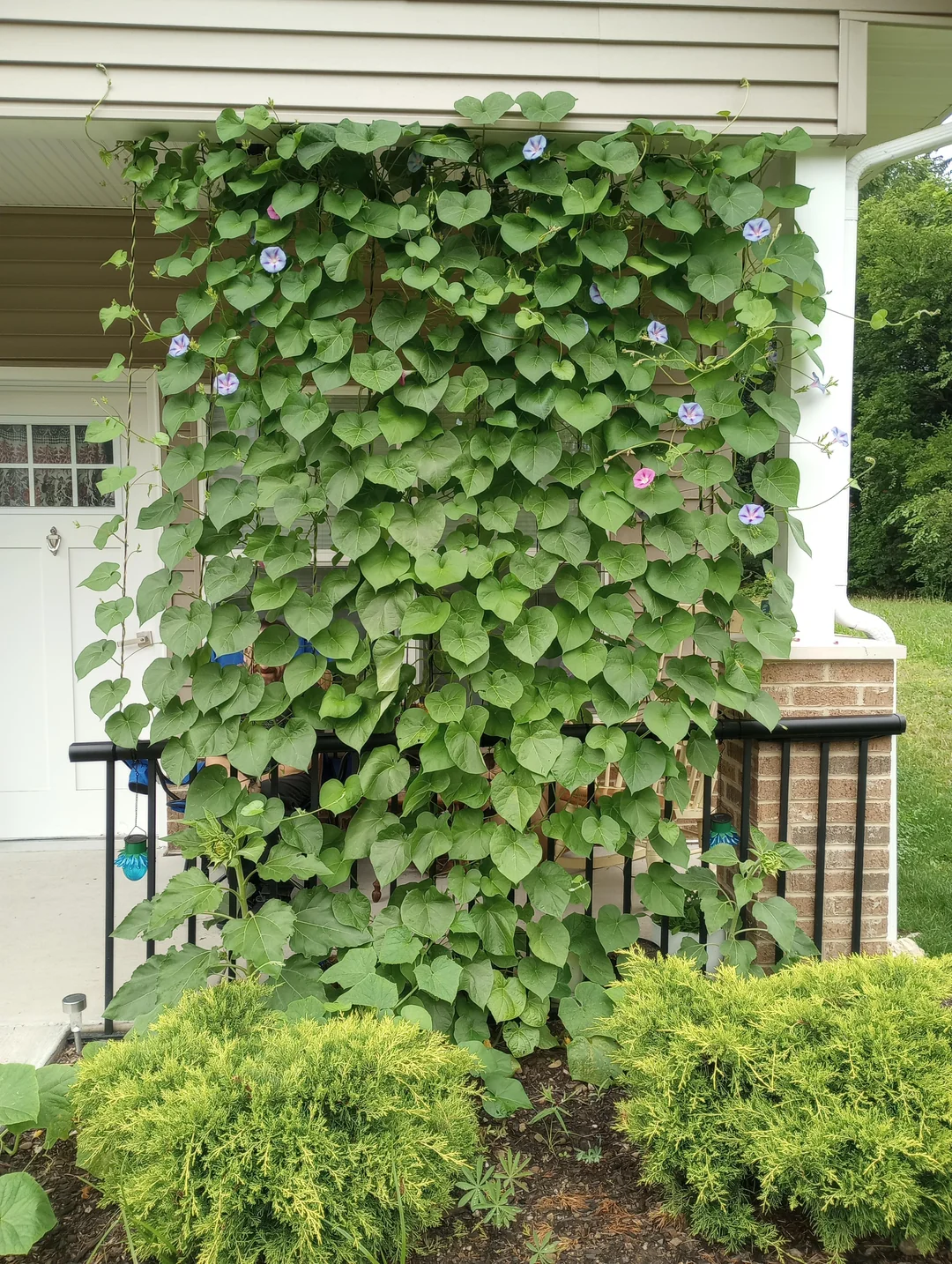 DIY outdoor living wall backyard privacy plants

