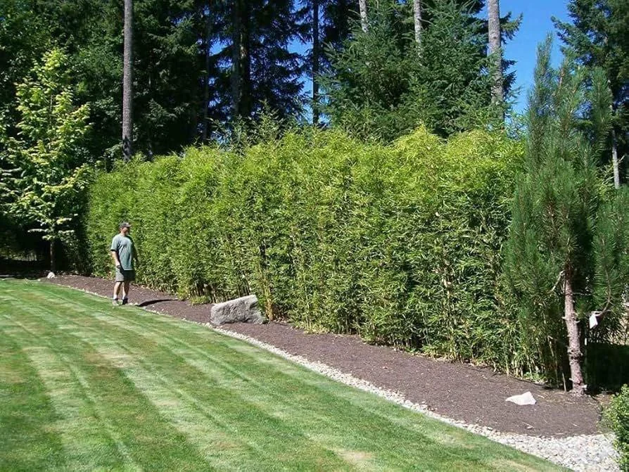 bamboo privacy screen backyard natural fence ideas
