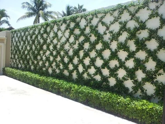 lattice fence with vines backyard
