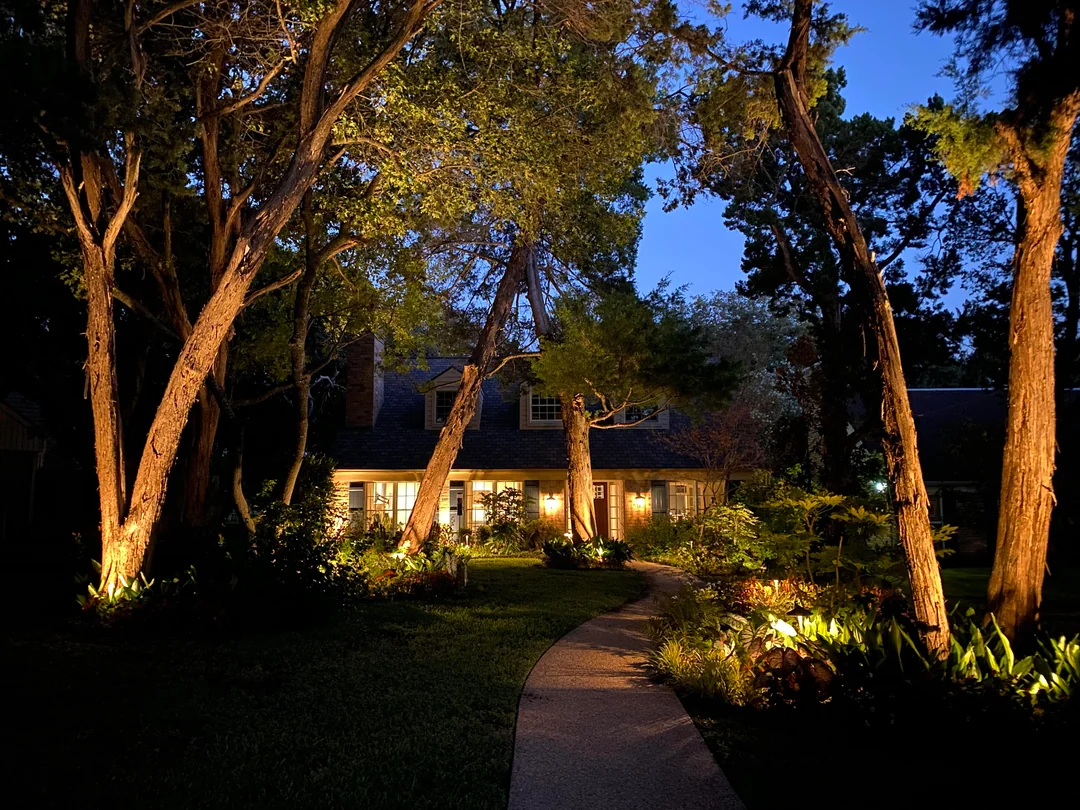 tree uplighting backyard dramatic night
