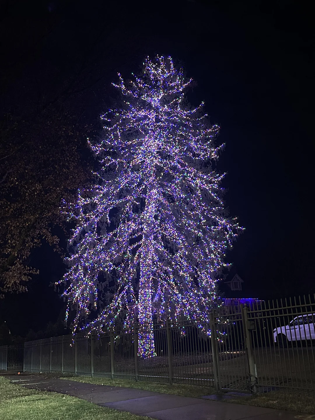 fairy lights wrapped trees backyard
