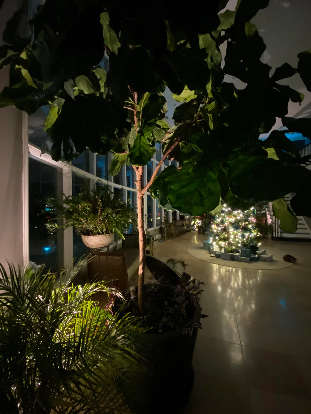 garden spotlight tree uplighting night
