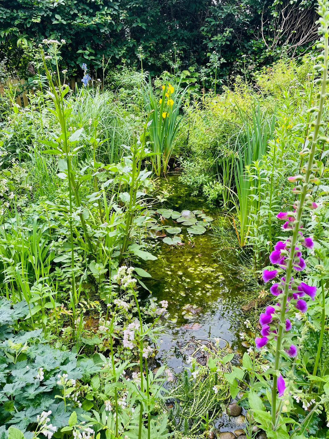 frog friendly garden pond setup
