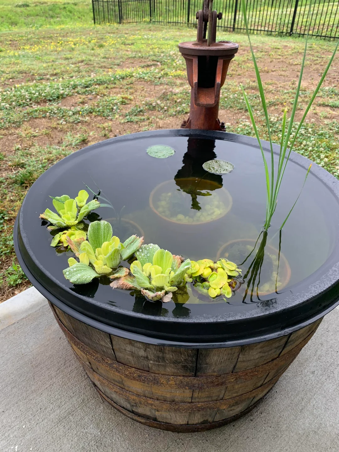 container pond DIY patio garden
