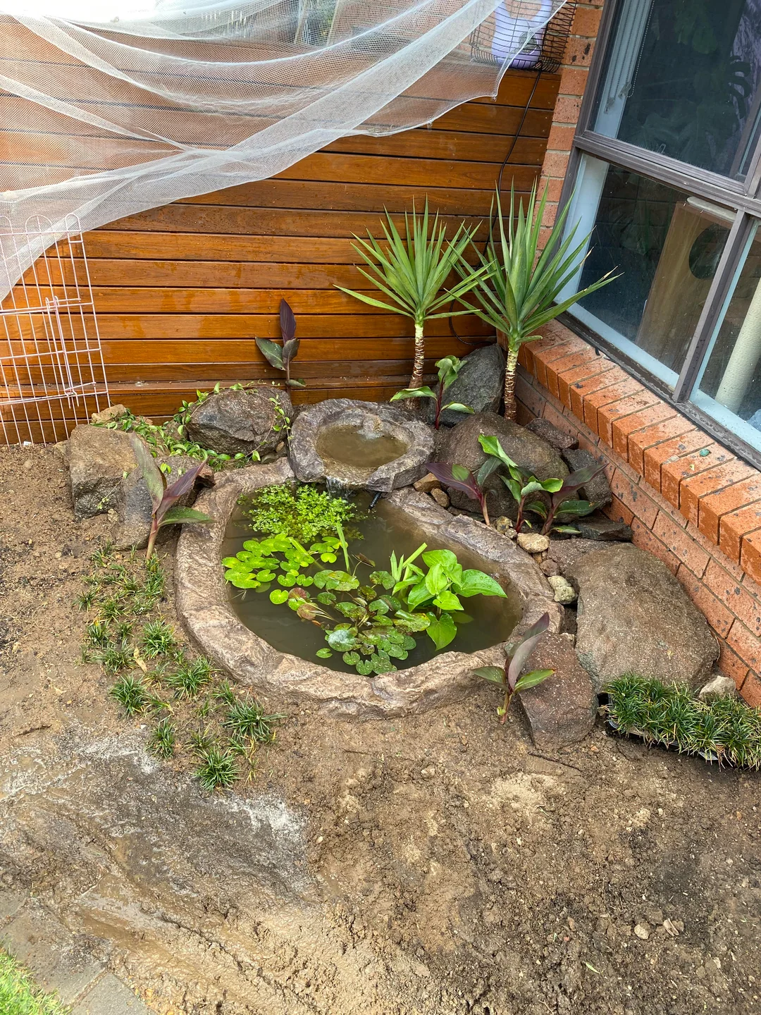 tiny garden pond corner setup

