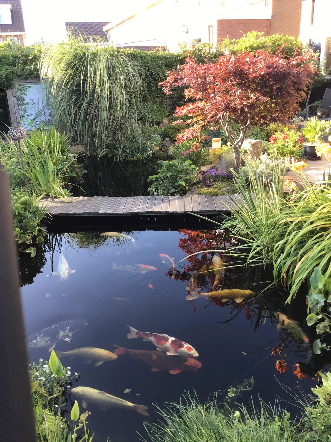 garden pond with koi fish backyard
