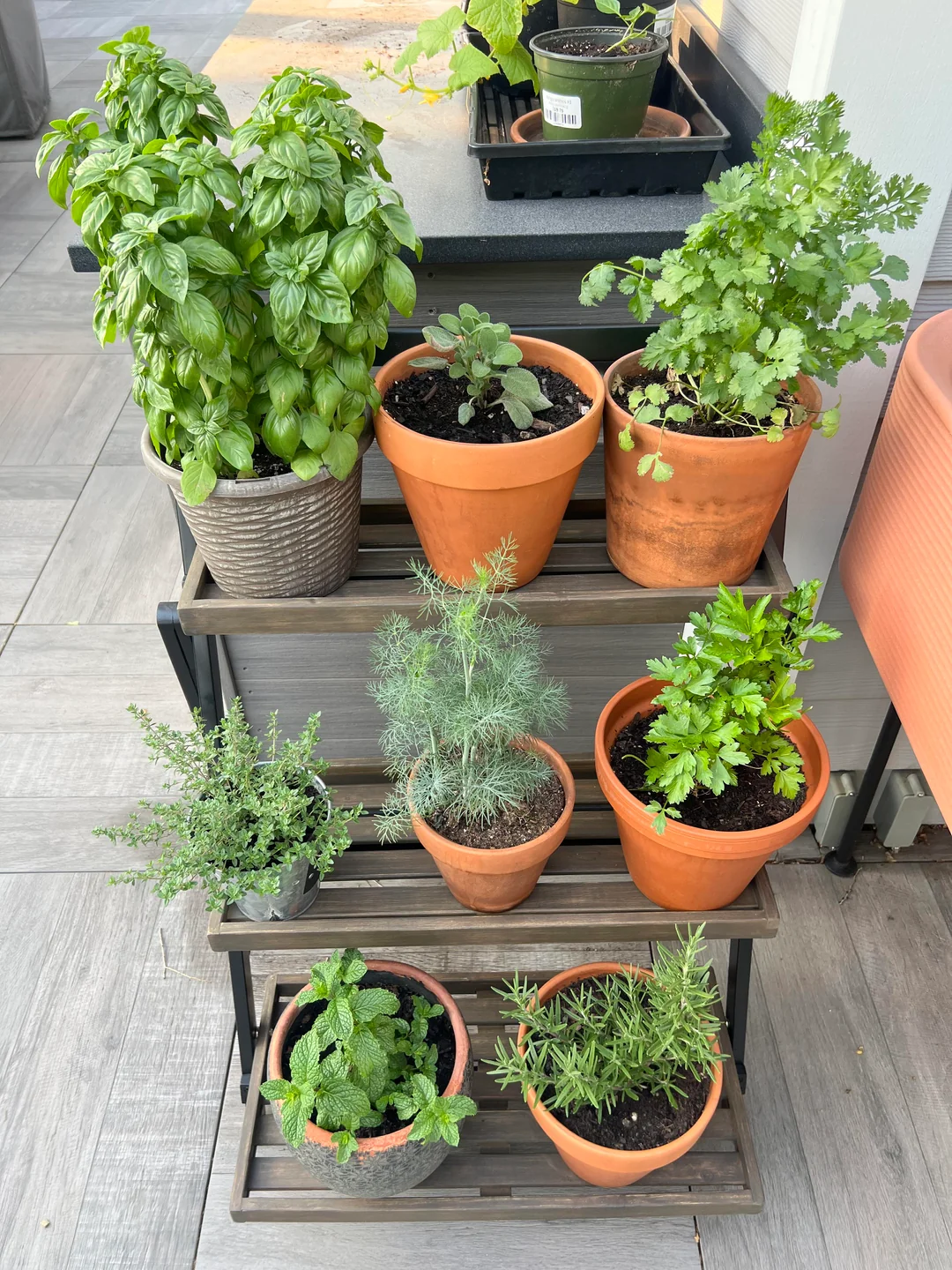 potted plants rooftop minimal design
