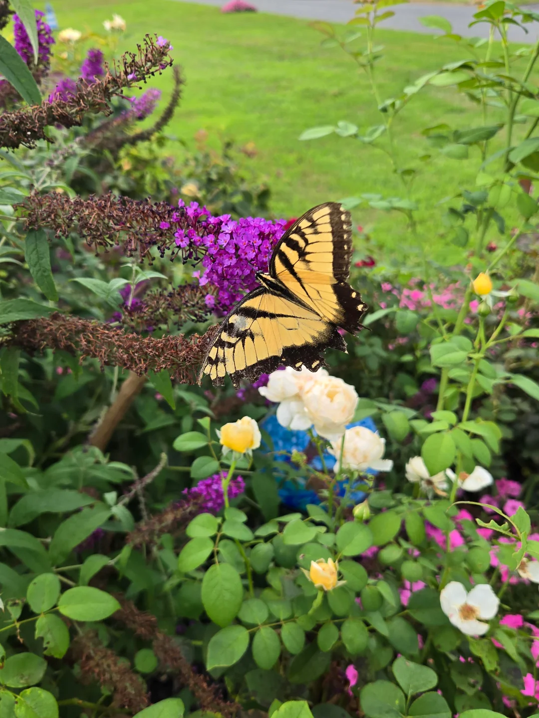 pollinator garden bees butterflies backyard flowers
