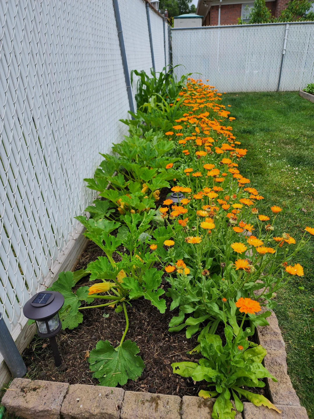 seasonal garden flowers throughout year backyard
